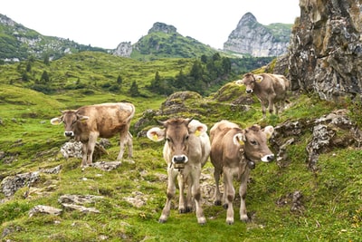 山上的一群奶牛